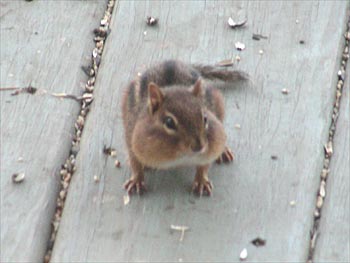 Back porch snacking