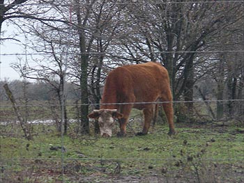 Moo cow.