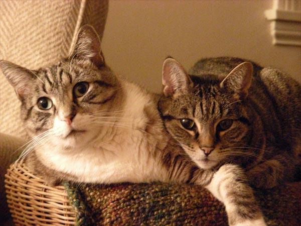 Snuggled. Culver City, CA
