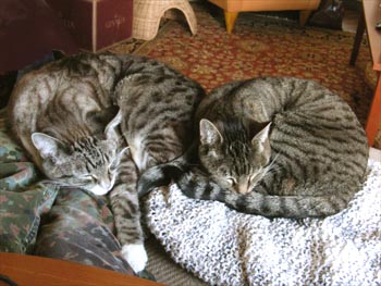 Nap cats