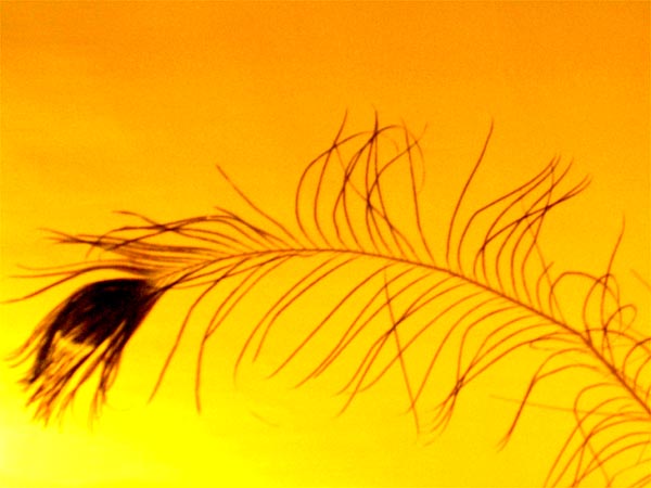 Feather. Culver City, CA
