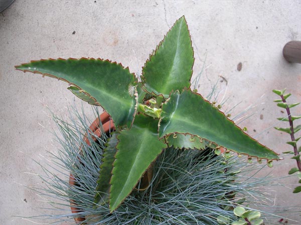 Karen's Jurassic plant. Culver City, CA