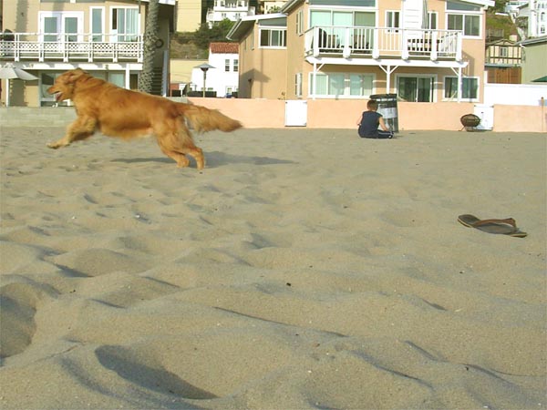 Beach dog. Playa del Rey, CA