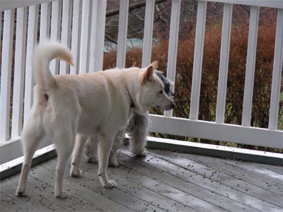 Louie and Hilde on the deck