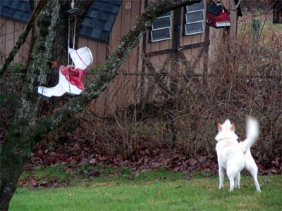 Chasing crows