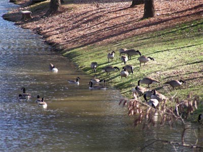 Ducks at T.R. Pugh Memorial Park