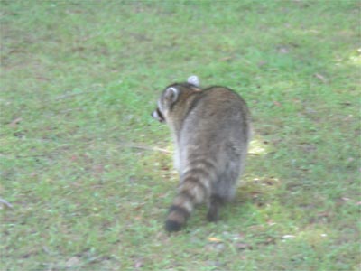 Raccoon in the back yard