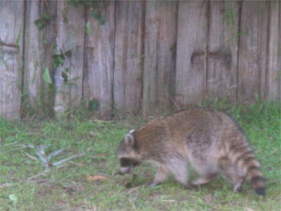 Raccoon in the back yard