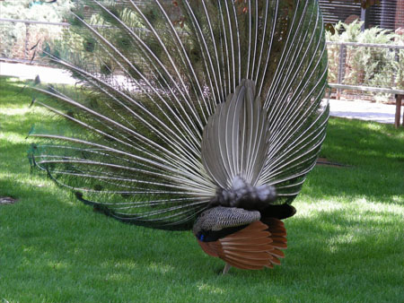 Peacock tail from behind