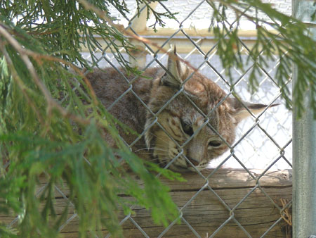 Willow, the grumpy bobcat