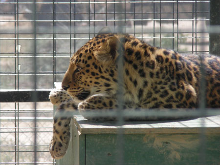 One of the Chinese leopards