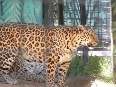 Leopards