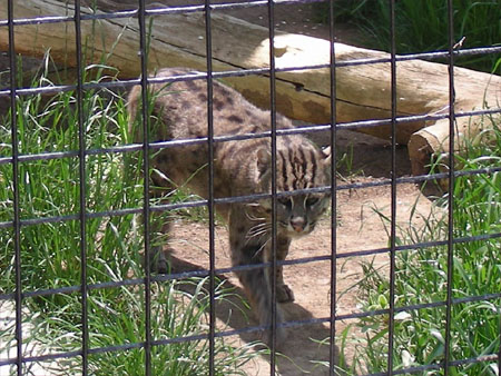 Frisbee, the fishing cat