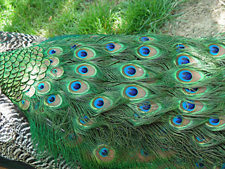 Peacock tail