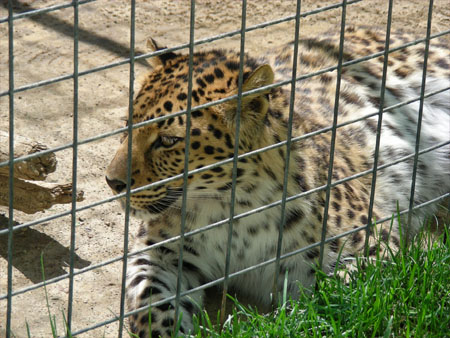 Amur leopard?