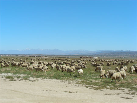 Sheep!