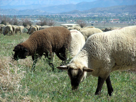 Sheep!