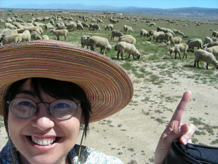 Sheep!