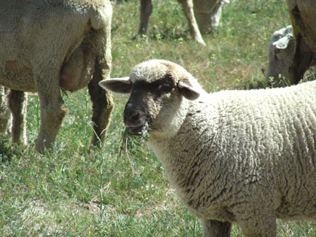 Sheep!