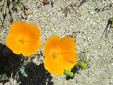 Poppies!