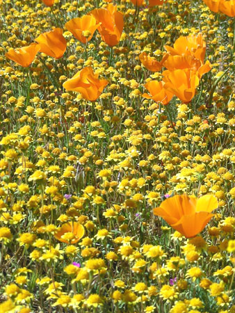Poppies!