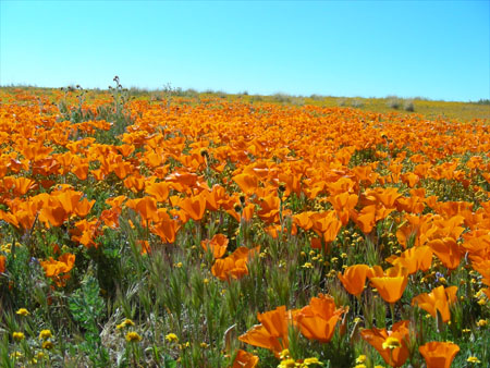 Poppies!