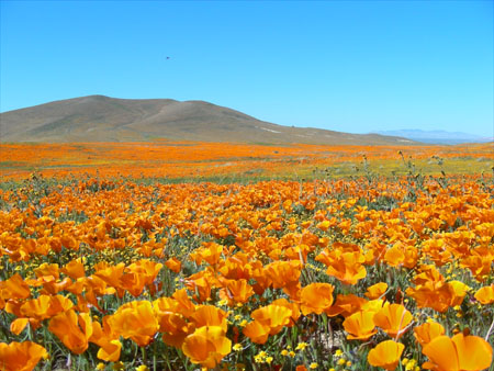 Poppies!