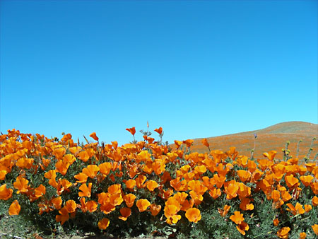 Poppies!