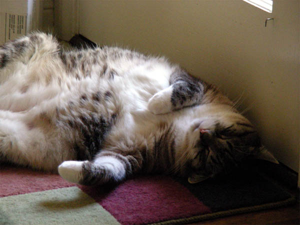 Sometimes, the kitties, they sleep.