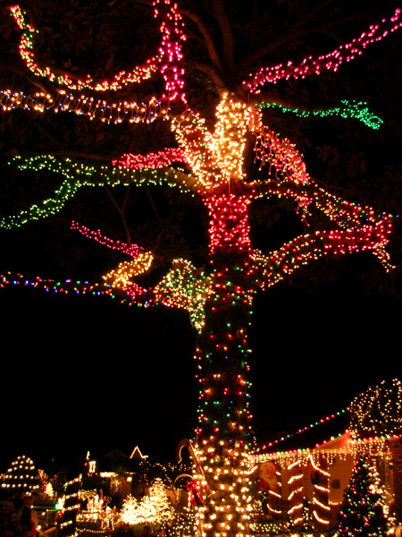 Candy Cane Lane: Trees grow a little different here