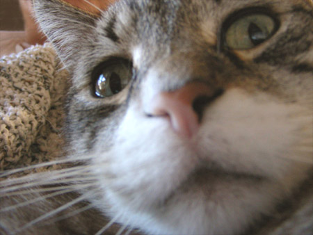 Close-up