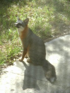 Fox sunning itself in the back yard - 2 May 2009 Fox sunning itself in the back yard