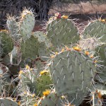 Cacti @Sedona Airport (SEZ) Cacti @Sedona Airport (SEZ)