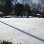Critter tracks Critter tracks