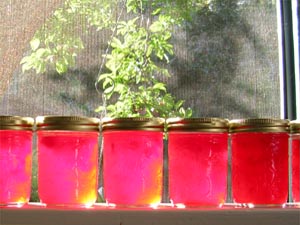 Pretty jars all in a row