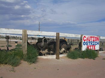 CAUTION OSTRICH BITE