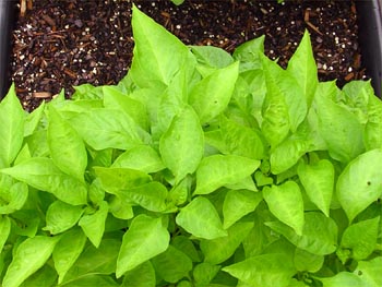 Peppers