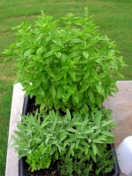 Basil and sage