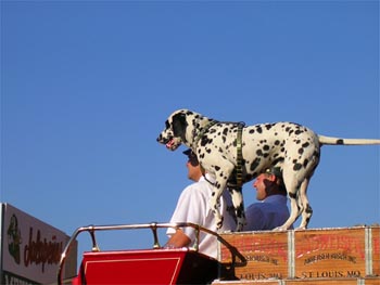 On the Clydesdale wagon