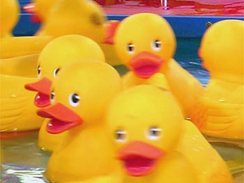 Duckies!