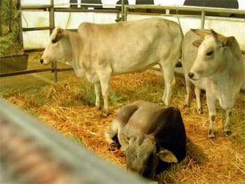 Moo