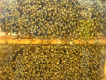 Bees
