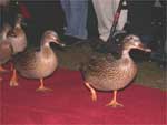 speeding duckies