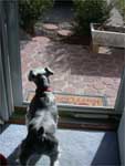 Hilde, guarding the house