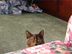 Sadie cat