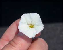 A flower from Max
